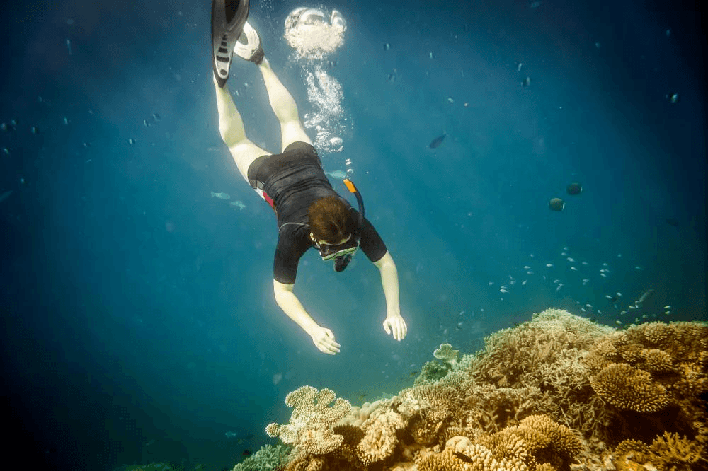 Snorkelling Snorkelling